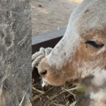 leopard-attack-thangad-songadh