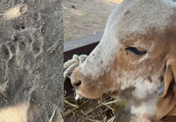 leopard-attack-thangad-songadh