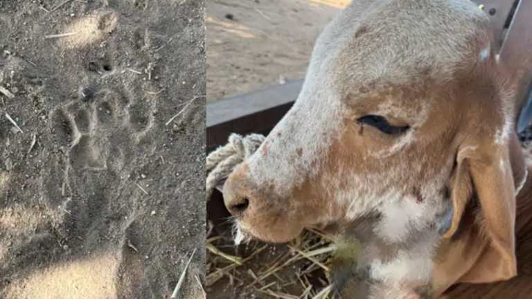 leopard-attack-thangad-songadh